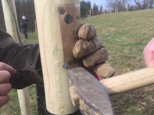 Baumpatenschaften