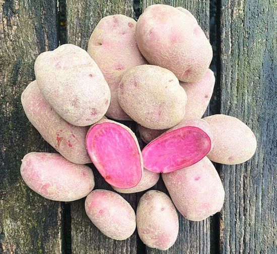 Silke präsentiert den Mahlitzscher Bio Wirsingkohl
