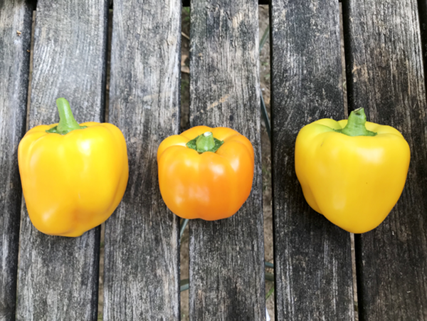 Produktfoto zu Paprika gelb (Mahl.)