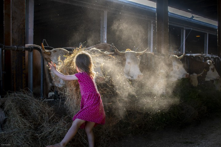 Die Stars vom Hof standen bei Klein und Groß im Mittelpunkt.