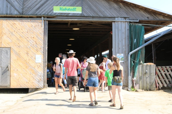 Im Stall gab’s Heuduft & neugierige Kuhblicke.