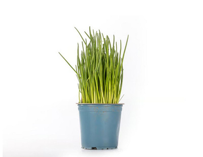 Produktfoto zu Schnittlauch im Topf