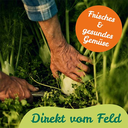 Frisches Gemüse wird geerntet