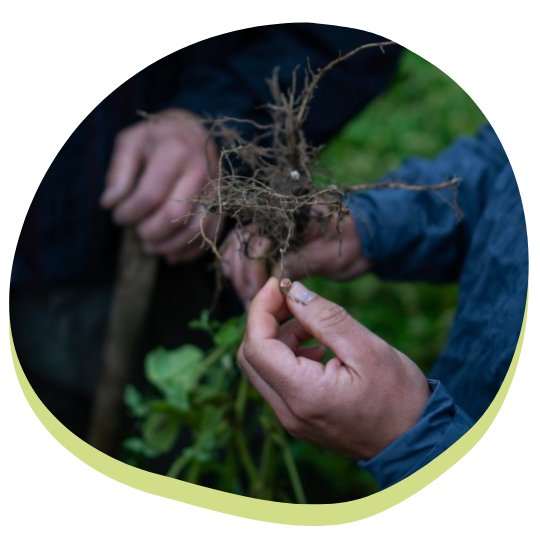 Hände erkunden eine Wurzel während eines Waldorfpraktikums