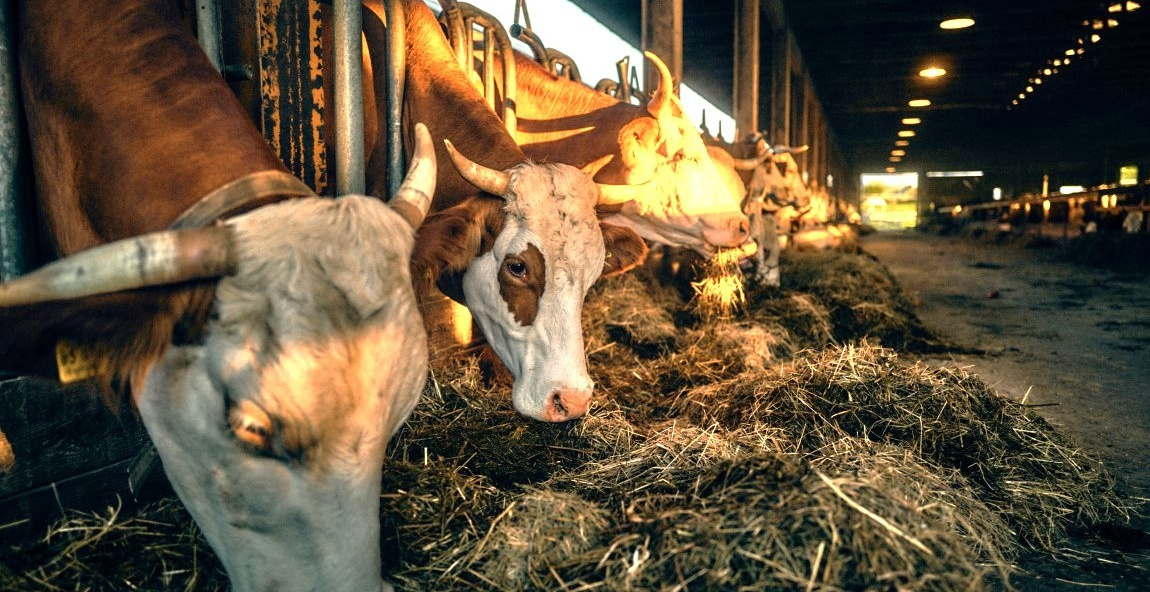 KI generiert: Kühe fressen Heu in einem Stall.