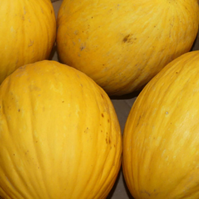 Produktfoto zu Melone Gialetto - Honigmelone