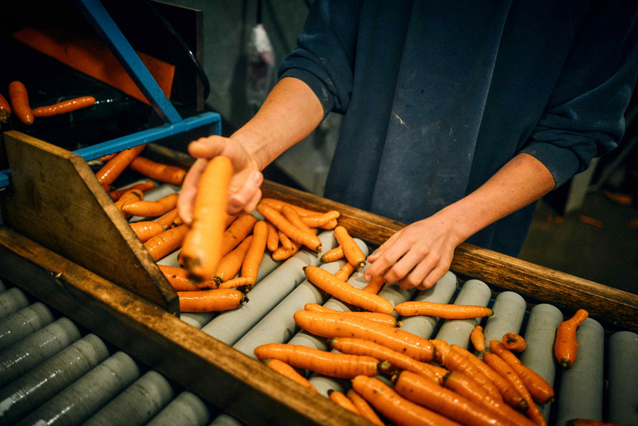 KI generiert: Ein Mensch sortiert Karotten auf einem Förderband.