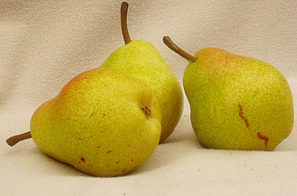 Produktfoto zu Birne Limonera