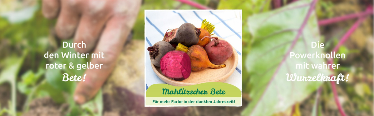 Rote und gelbe Bete von Hof Mahlitzsch. Direkt vom Feld geerntet. 