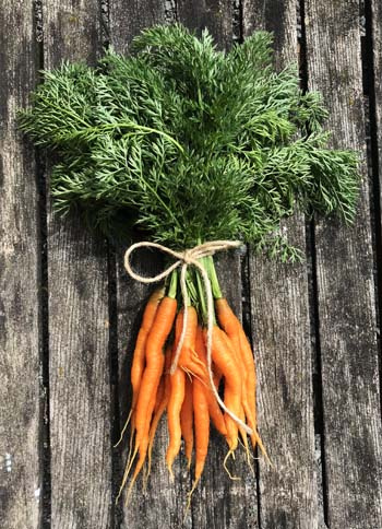 KI generiert: Frische Karotten mit grünem Laub, gebündelt mit einer Schnur, auf einem Holztisch liegend.