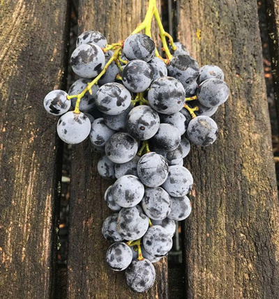 Produktfoto zu Trauben blau