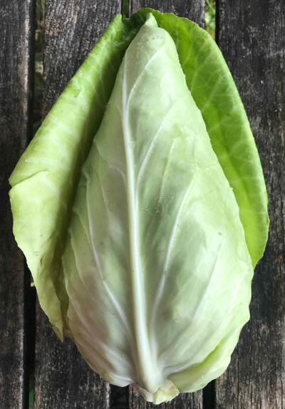 Produktfoto zu Spitzkohl