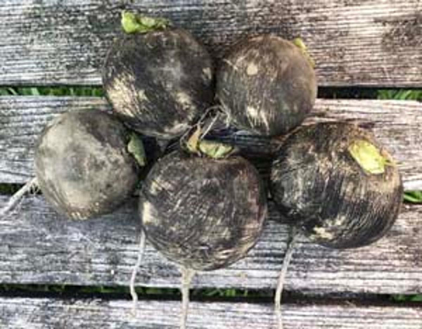 Produktfoto zu Rettich schwarz