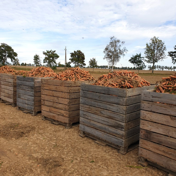 KI generiert: Kisten voller frischer Karotten auf einem Feld vor einer Baumreihe.