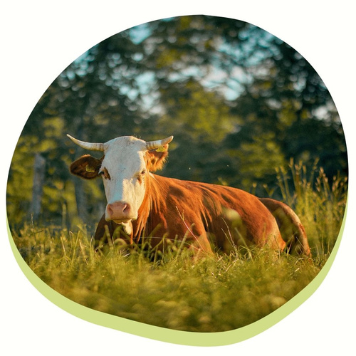 Eine Nahaufnahme einer Mahlitzscher Kuh mit Hörnern auf der Weide.