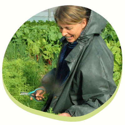 Gärtnerin Beate erntet Salat aus ökologischem Landbau.