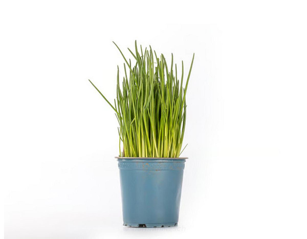 Produktfoto zu Schnittlauch im Topf