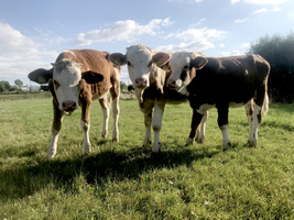 drei junge Kaälber auf einer grünen Weide