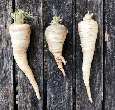 Produktfoto zu Wurzelpetersilie (Mahl.)