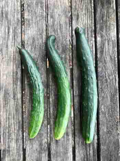 Produktfoto zu Landgurke