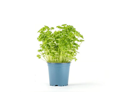 Produktfoto zu Petersilie kraus im Topf