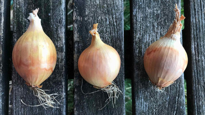 Produktfoto zu Zwiebeln 2kg - Aktionsangebot