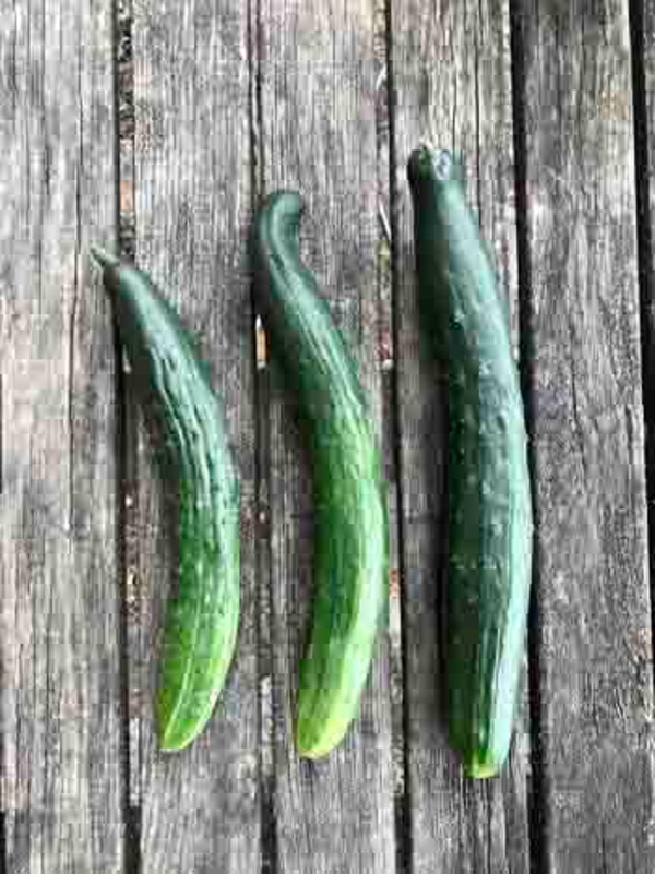 Produktfoto zu Landgurke