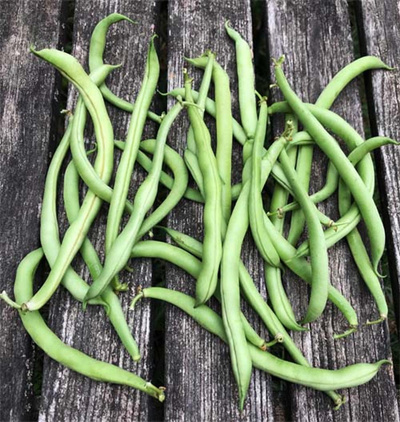 Produktfoto zu Buschbohnen