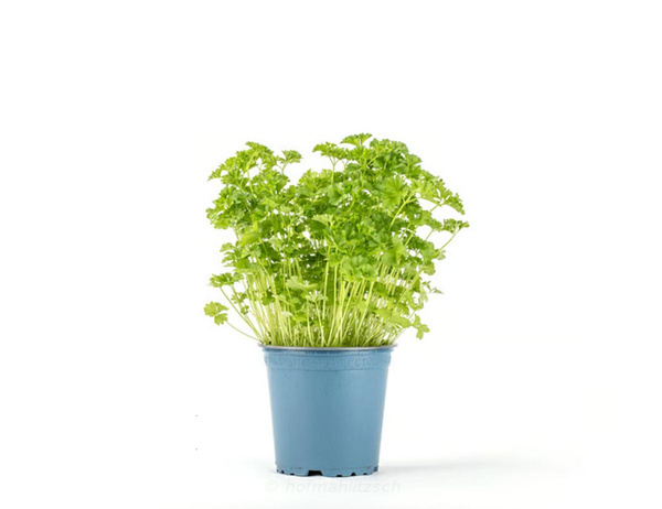 Produktfoto zu Petersilie kraus im Topf