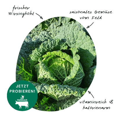 Frischer saisonaler Bio-Wirsingkohl von Hof Mahlitzsch
