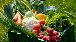 Produktfoto zu Gemüsekiste "Quer Beet" klein