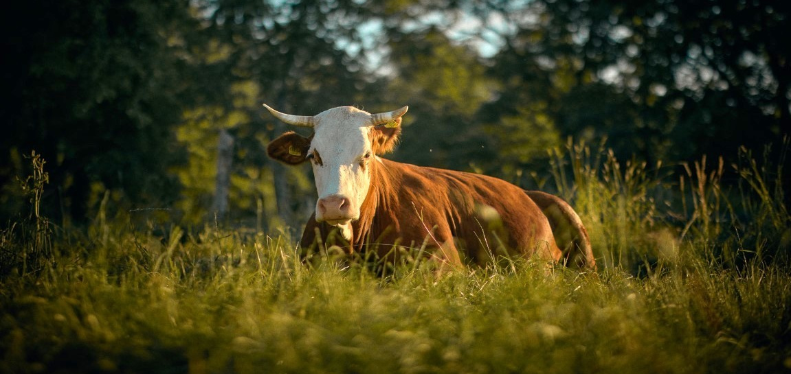 KI generiert: Eine Kuh liegt im saftigen grünen Gras einer Weide.