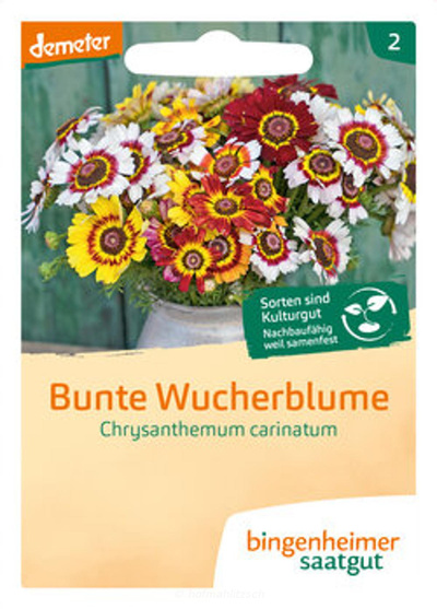 Produktfoto zu Bunte Wucherblume