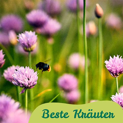Für die Küche: beste frische Kräuter von Hof Mahlitzsch