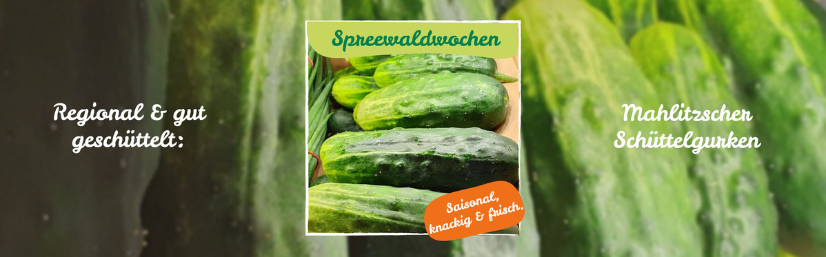 Frische Gurken: Regional & gut geschüttelt: Mahlitzscher Schüttelgurken.