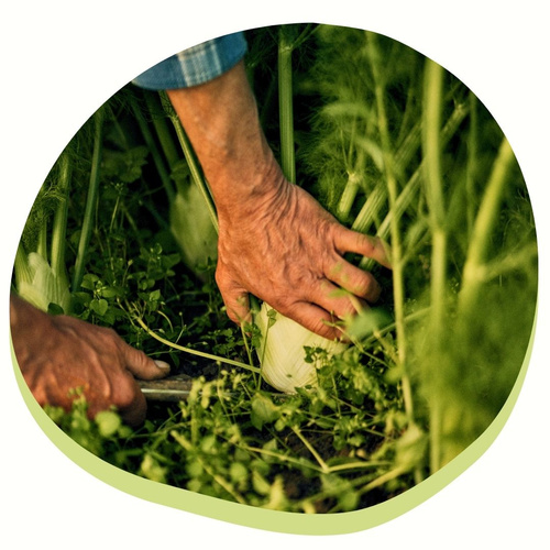 Das Bild zeigt eine Nahaufnahme von Händen, die eine Fenchelknolle auf einem Feld ernten.