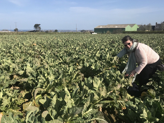 KI generiert: Person in einem Kohlfeld bei klarem Himmel und grünem Gebäude im Hintergrund.