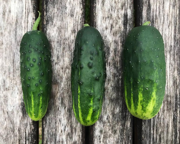 Produktfoto zu Einlegegurke