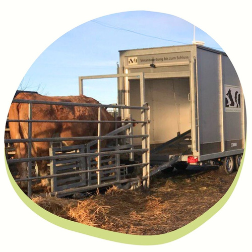 Wir schlachten verantwortungsvoll vor Ort & mit Achtung.