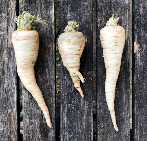 Produktfoto zu Wurzelpetersilie (Mahl.)