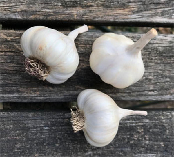 Produktfoto zu Knoblauch getrocknet