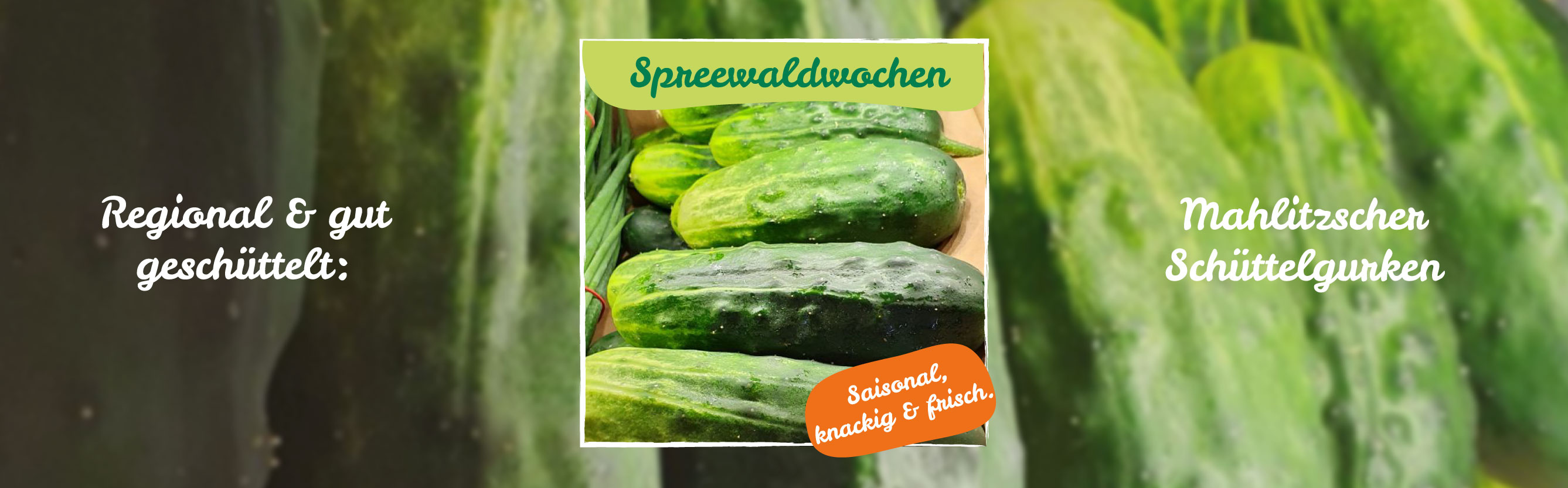 Frische Gurken: Regional & gut geschüttelt: Mahlitzscher Schüttelgurken.