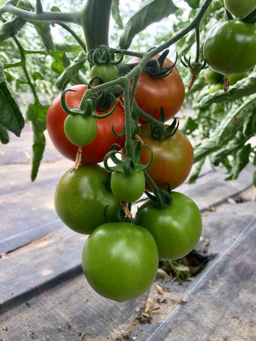 Tomaten