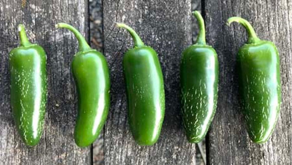 Produktfoto zu Jalapeno (Mahl.)