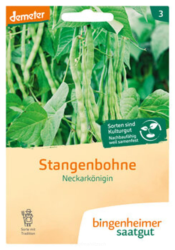 Produktfoto zu Stangenbohne Neckarkönigin