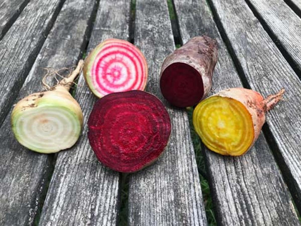 Produktfoto zu Bunte Bete