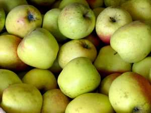 Produktfoto zu Apfel Hana - neue Ernte