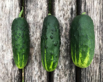 Produktfoto zu Einlegegurke