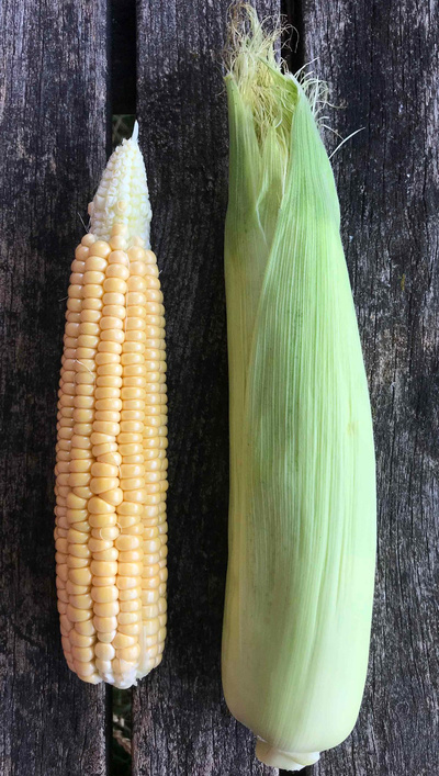 Produktfoto zu Zuckermais (Mahl.)