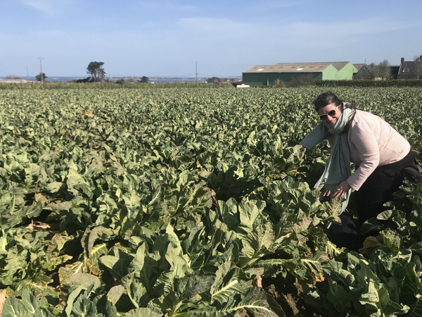 KI generiert: Eine Person steht in einem großen Feld mit Kohlpflanzen unter blauem Himmel.